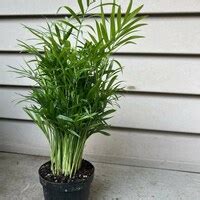 Buy Beautiful Indian Women and Girls Chikan Embroidery Pure Cotton ...