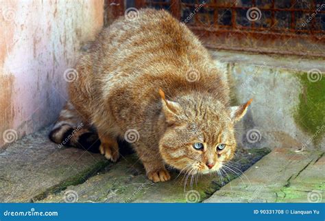 Chinese Desert Cat editorial stock photo. Image of mountains - 90331708