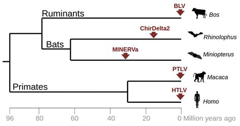 Remnants of an Ancient Deltaretrovirus in the Genomes of Horseshoe Bats ...