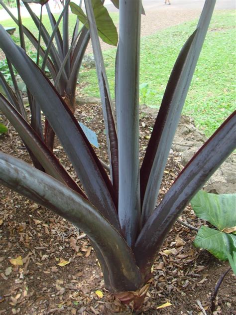 Polynesian Produce Stand : ~Black Malanga~ Xanthosoma violaceum Blue 'Ape Edible Taro Ornamental ...