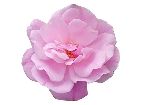 Pink Flowers Png Pic, Transparent Pink nature Flower Png 24072767 PNG