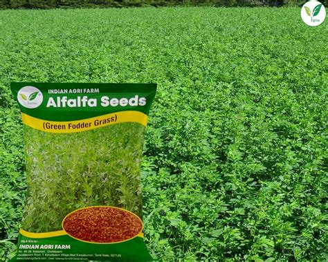 Iagrifarm Legume Fodder Seeds - Each in 250 gram - Pack of 1 / Hedge ...