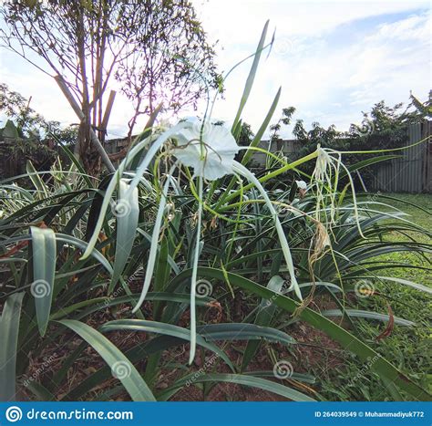 Beach spider lily plants stock image. Image of spider - 264039549