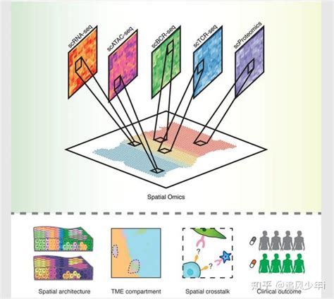 Morphospace Local Optima 的图像结果