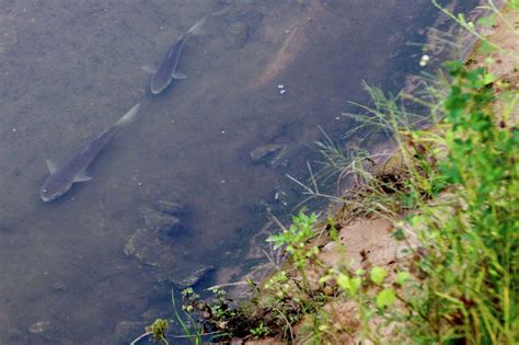 Conservationists have an eye turned to Buffalo Bayou project