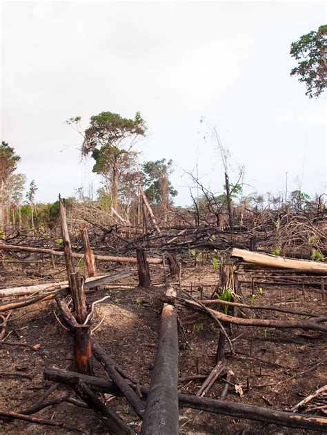 Understanding Deforestationa Growing Global Problem