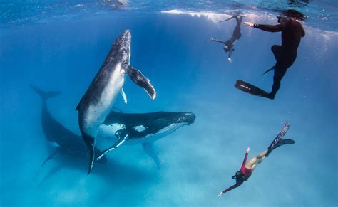 Swim with Humpback Whales - Tonga | Tonga Whale Swim Adventures