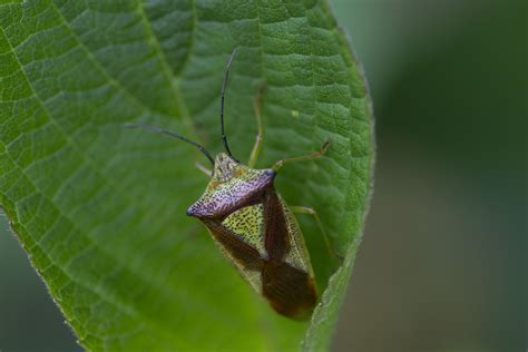 Free Images : nature, flower, green, insect, fauna, invertebrate, close ...
