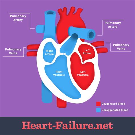 Tutorial of How a Heart Functions 的图像结果