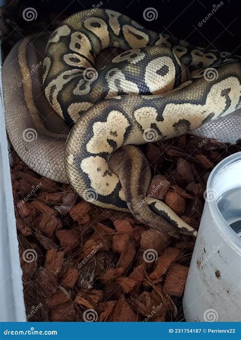 Image result for Ball Python Breeding 2014