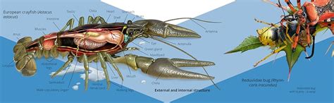 Visual Biology. Animals: Illustrated Study Guide eBook : Timokhanov ...