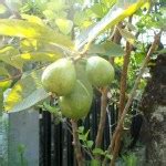 Pruning A Guava Tree: When And How To Prune A Guava Tree