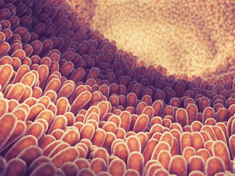 -plasia Definition and Examples - Biology Online Dictionary