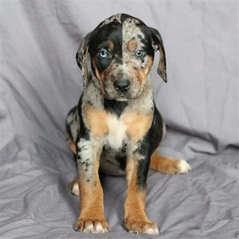 Catahoula puppies For Sale USA | Catahoula Leopard Dog For Sale USA ...