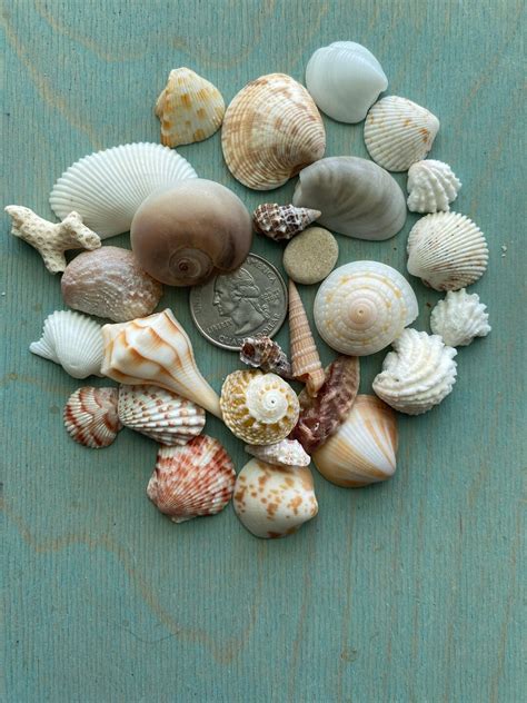 Sea Shell Collections 的图像结果