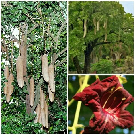 6 Powerful Medicinal Uses Of Kigelia Africana