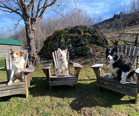 Order Online - Grandfather Vineyard & Winery