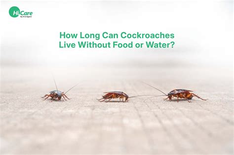 How Long Can Cockroaches Live Without Food or Water? – HiCare (A ...