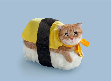 "Cat Sushi": Gatos convertidos en tiernos rollitos de sushi - Cultura ...