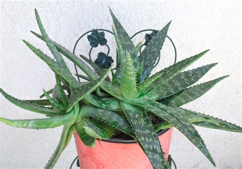 Potted Aloe Plant