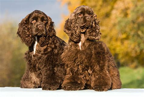 American Cocker Spaniel – GoofyTails