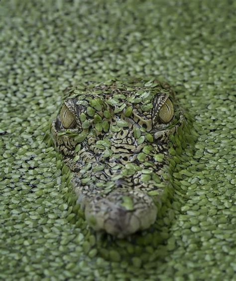 Camouflage Of Crocodile