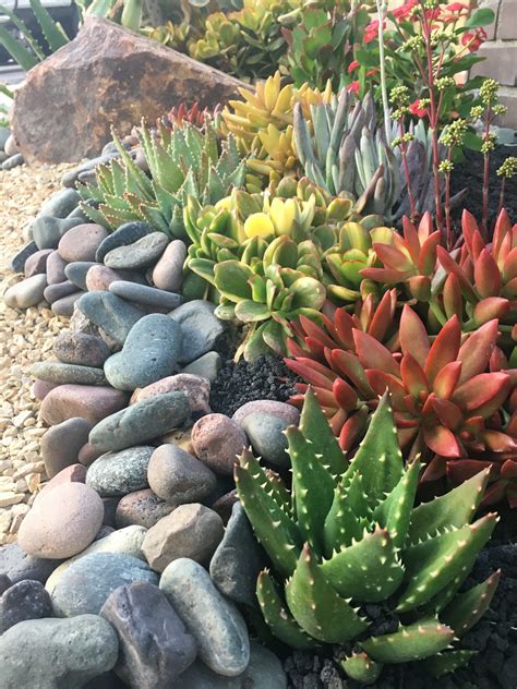 Best Plants To Plant In Rocks at Steven Peraza blog
