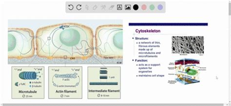 SOLVED:Define cytoskeleton. List five functions of the cytoskeleton.