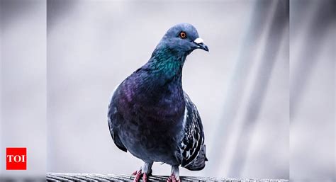 Bid to save pigeons leads to pile-up | Kochi News - Times of India