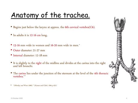 Anatomy of trachea & tracheostomy ----- | PPT