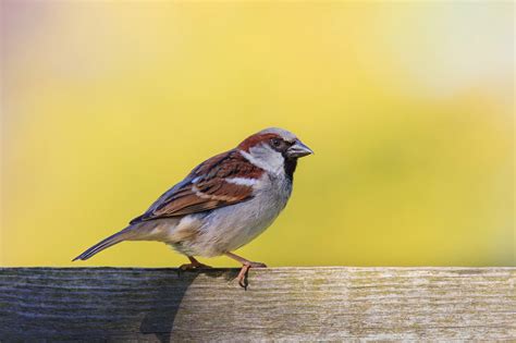 Small Brown Birds and How to Identify Them