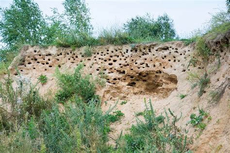 Premium Photo | The steep coast with nests of birds in sand bird nest ...