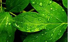 Wallpaper Of Fresh by Fresh Wallpaper A2 Hd Desktop Wallpapers 4k Hd Wallpaper Of Fresh