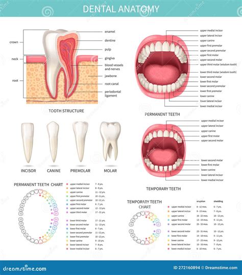 Dental Anatomy Videos at Randall Graves blog