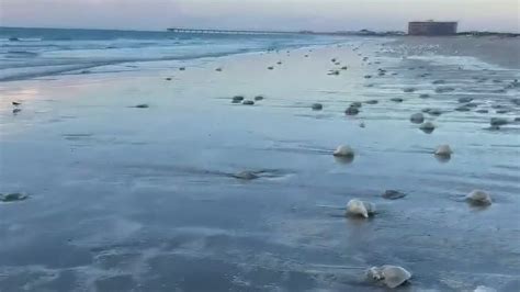 Large bloom of cabbagehead jellyfish wash up on Prt Aransas shore | kiiitv.com