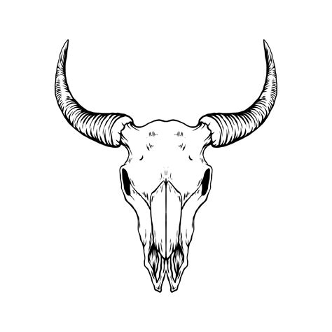 Bull Skull Illustration