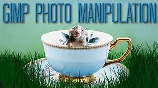 Image result for Cute Mouse in Teacup