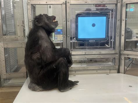 PHOTOS | New chimpanzee complex now open at the Indy Zoo - Indianapolis ...