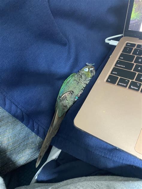 Image result for Fancy Conure