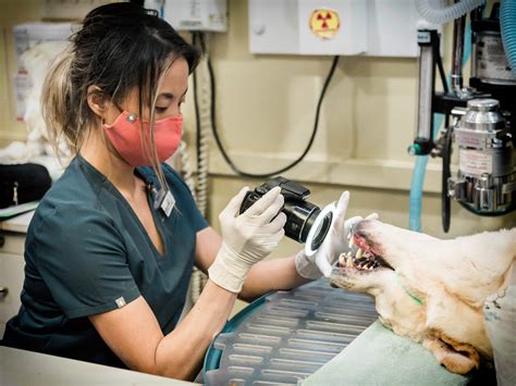 Pet Dental Cleaning Vets at John Loch blog