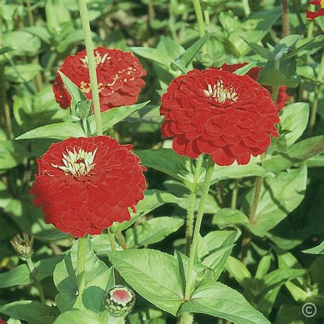 Zinnia- Benary's Giant Deep Red seeds | The Seed Collection
