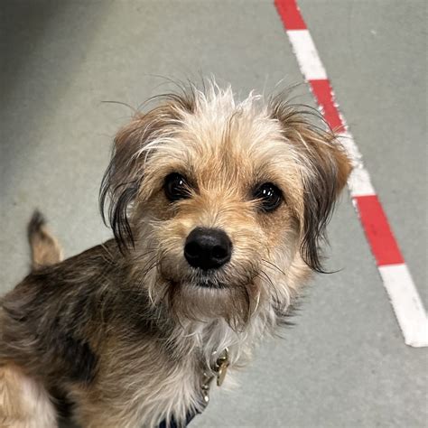 Annabeth - 15/10 Foundation