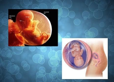 怀孕1-40周完整详细的胎儿发育过程图（彩色3D图）_体重