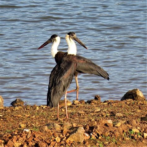 HARANGI BACKWATERS - All You Need to Know BEFORE You Go 2026 (with ...