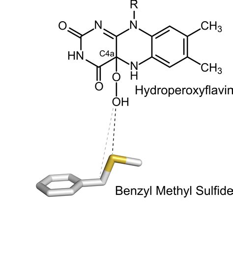 VpStyA1 and VpStyA2B of Variovorax paradoxus EPS: Rather an Aryl Alkyl ...