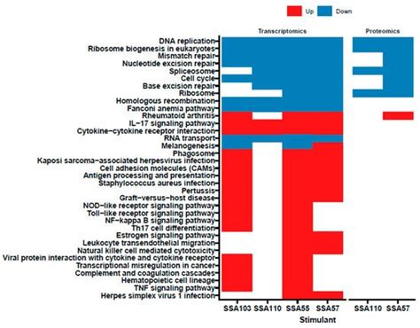 Skin Cancer-Associated S. aureus Strains Can Induce DNA Damage in Human ...