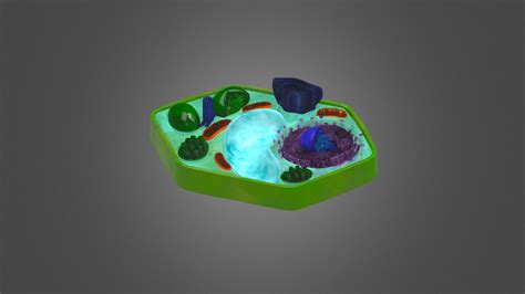 3d Plant Cell Models