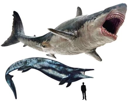 史前巨兽正面对决：巨齿鲨和沧龙，谁的杀伤力更大？_咬合