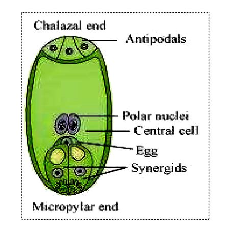 With a neat diagram explain the 7-celled, 8-nucleate nature of the ...