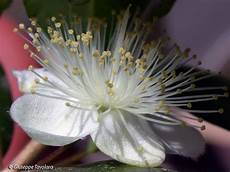 fiori di mirto fiore di mirto forum natura mediterraneo forum fiori di mirto fiore di mirto forum natura mediterraneo forum